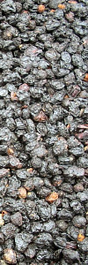 Holunderbeeren ganz Bio im Korkenglas