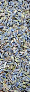 Lavendelblüten ganz Bio im Korkenglas